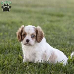 Clark, Cavalier King Charles Spaniel Puppy
